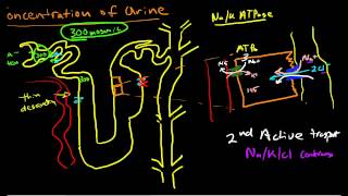 Renal Physiology Concentration of Urine [upl. by Rockwood238]