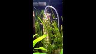 Black Emporer Tetra Swimming Vertically December 2012 [upl. by Nadbus]