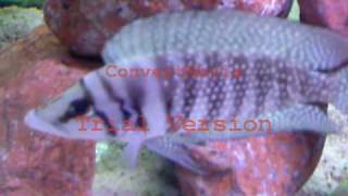 ALTOLAMPROLOGUS CALVUS WHITE CHAÏTIKA F0avi [upl. by Eelibuj]