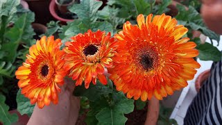 How to Grow and Care Gerbera Plant  Care of Gerbera Plant [upl. by Sands]