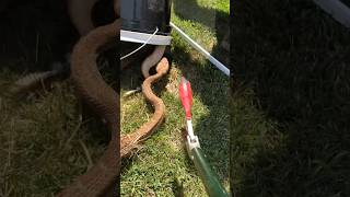 Massive Rattlesnake 🐍 Surprises The Snake Wranglers [upl. by Alexia471]