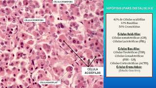 Histología del sistema endocrino  CIAH [upl. by Nosyla]