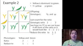 Genotypic Ratios and Phenotypic Ratios for Punnett Squares [upl. by Harhay]