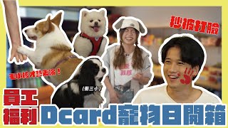 公開 Dcard 員工最大福利✨ Dcard 寵物日之「幼寵養育搶答賽」！🐱🐶貓狗不受控大鬧辦公室😱｜Dcard 報報 [upl. by Asquith]