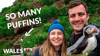 The BEST time to see Puffins on Skomer Island  Wales [upl. by Gabriele]