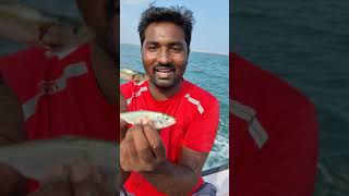 மத்தி மீனுக்கு சாலை மீனுக்கு உள்ள வித்தியாசம் The difference between herring and சாலை fish [upl. by Rochus160]