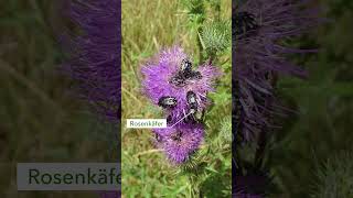 Biodiversitätsfläche dessertmanufakturgoettingerGS nature waldviertel [upl. by Laux294]