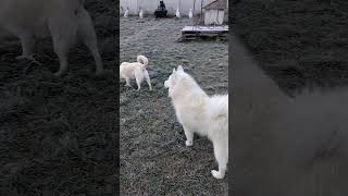 Samoyeds following Jessie the boss dogshorts [upl. by Carina]