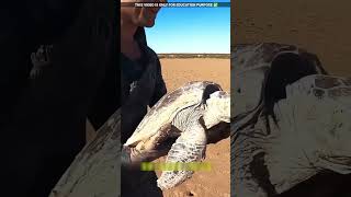 Turtle help in water 😮viralvideo shortvideo [upl. by Adnauqal412]