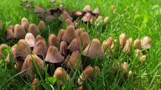 colony of mushrooms on green lawn [upl. by Thurlow]