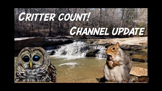 Owl update Critter Count and Channel News [upl. by Znerol]