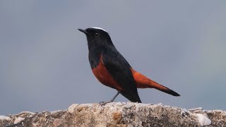 Whitecapped Redstart in India [upl. by Avron]