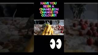 HAVE YOU SEEN A CHAMELEON CHANGE ITS COLOUR funnyvideo chameleon [upl. by Levinson590]