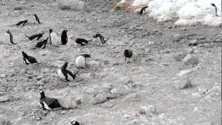 Skua attacks penguin steals chicks and eats them whole graphic [upl. by Kirschner]