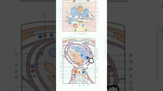 Coupe axiale du thorax T7 anatomy medecine science anatomie medicalstudent [upl. by Weixel408]