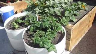 Potatoes in a Bucket 3 [upl. by Marianne]