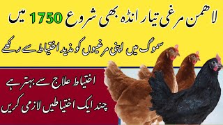 How to care poultry Birds in winter season Poultry ideas [upl. by Meggi]