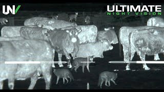 Thermal Predator Hunting  45 Coyotes Down with the IR Hunter MKIII [upl. by Roddy]