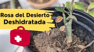 Mi Rosa del desierto está deshidratada quotQué hacerquot [upl. by Phio]