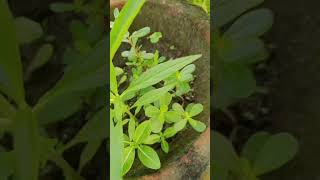 Leucas aspera plant ytshorts medicinalplants [upl. by Ajet]