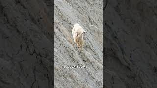 Ibex Goat  A Professional Rock Climbing Goat [upl. by Nyleuqcaj]