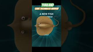 GIANT FRESHWATER WHIPRAY  THAILAND  CREATURES OF THE DEEP FISHING [upl. by Rawdan]