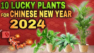 DAPAT MERON KA NITO SA CHINESE NEW YEAR 2024  TOP 10 LUCKY PLANTS FOR CHINESE NEW YEAR 2024 [upl. by Cloris299]