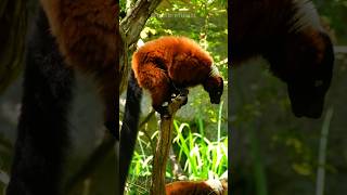 Red Ruffed Lemur  Wild Vocal Chronicles of Madagascar [upl. by Arriec]