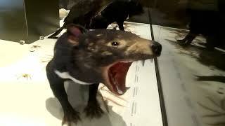 Copperhead snake and Tassie Devil are stuffed Tasmanian Museum and Art Gallery [upl. by Annaet]