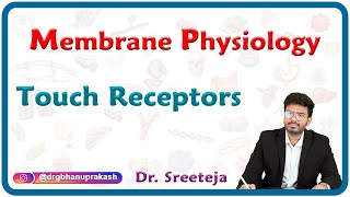 Touch receptors physiology  USMLE Step 1 [upl. by Drogin535]