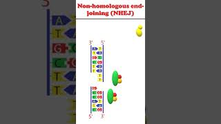 Non homologous end joining animation dnadamagerepair [upl. by Heilner363]