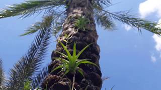 Tillandsia Flexuosa Vivipara [upl. by Idalina]