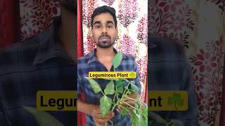 Leguminous Plant ☘️  Nitrogen fixation  shorts biology 11thNeet ytshorts [upl. by Deery718]