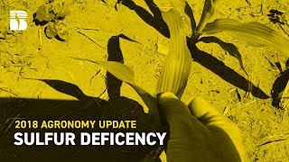 Sulfur Deficency I Becks Agronomy Update [upl. by Meece]