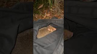 Ringtail possum I had to save from busy traffic in Caloundra on Friday night animalrescue possum [upl. by Newby702]