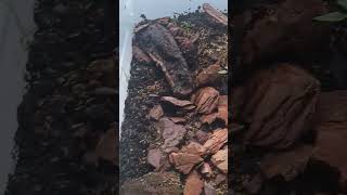 Trapjaw ants old set up terrarium ecosystem springtails lifefindsaway namesuggestions [upl. by Orag417]