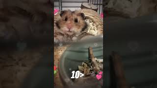 10📀🥰🥰🐹 suzi chomiki subscribe [upl. by Niatirb]