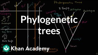 Understanding and building phylogenetic trees  High school biology  Khan Academy [upl. by Notsirhc647]