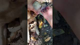 How Can I Treat Distemper In My Dog At Home [upl. by Gittel677]