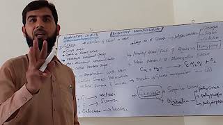 Monosaccharides GlucoseGalactoseFructose and Disaccharides Maltose sucrose and lactose Lec 04 [upl. by Einnhoj]