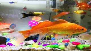 Lovely pink guppies pink fish swim in the aquarium  Cute animal videos [upl. by Lang284]