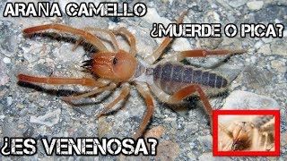 Araña Camello ¿Son venenosas ¿Pica ¿Muerden  MINI Documental BICHORMACION [upl. by Aymik]