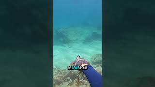 Les calamars 🦑 chassesousmarine fishing oceanfishing shortswithzita YouTubeCreatorCommunity [upl. by Mashe880]