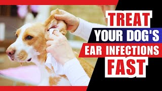 How to Treat Ear Infections in Dogs [upl. by Barfuss]