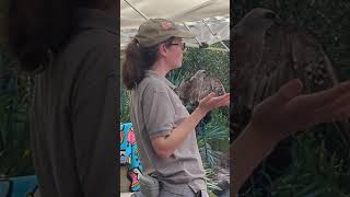 Nonreleasable Neotropical Mississippi Kite Moose Imprinted on Humans amp Amanda at Nature Fest [upl. by Ylyl781]