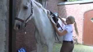 Behind the Scenes of Dressage  In Pursuit of Perfection [upl. by Oirom237]