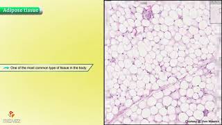 Histology of Adipose Tissue  Shotgun Histology [upl. by Yuzik]