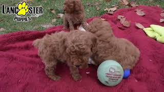 Lovable Miniature Poodle Puppies [upl. by Lymann]