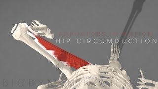 Adductors in Motion Hip Circumduction 3D Animation [upl. by Karlotta319]