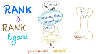 RANK and RANKLigand  How Your Bone Is Broken Down [upl. by Ari]